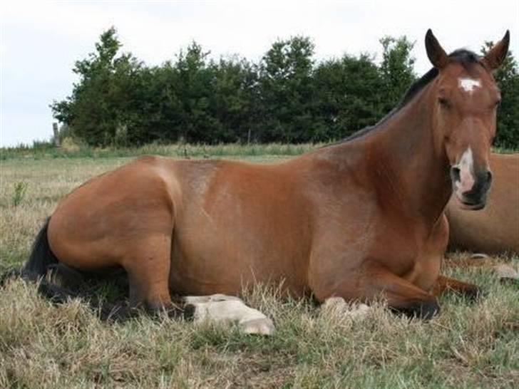 Anden særlig race Delano <3 Himmel hest <3 - det var hårdt at være på ridelejr billede 3