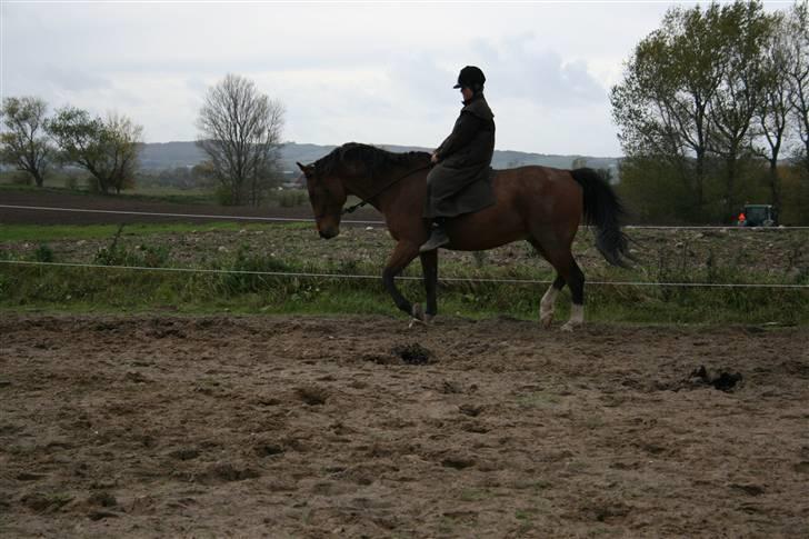 Anden særlig race Delano <3 Himmel hest <3 billede 4