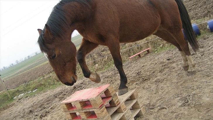 Anden særlig race Delano <3 Himmel hest <3 - Delano er ude og gå på paller!! Sjove hest billede 5