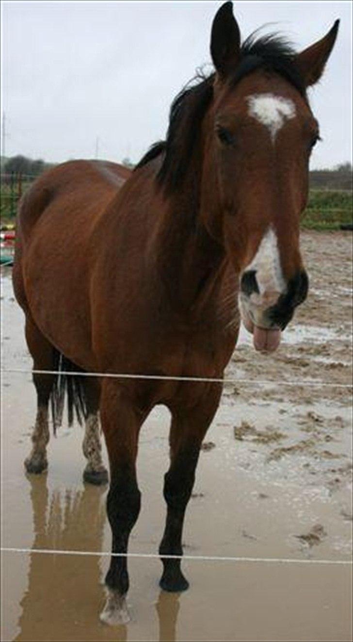 Anden særlig race Delano <3 Himmel hest <3 - Delano trængte lige til et fodbad billede 6