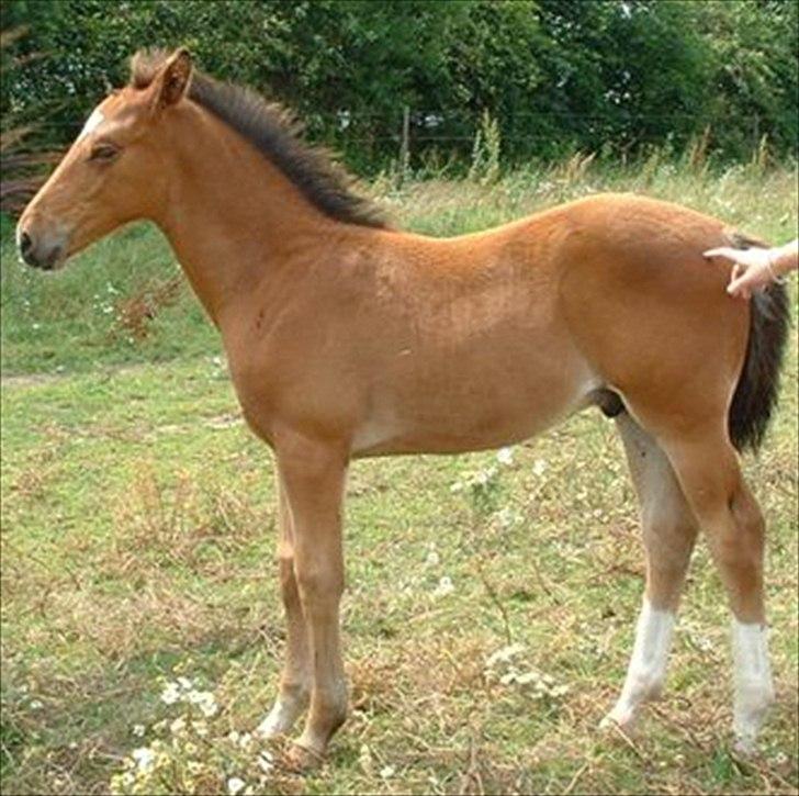 Anden særlig race Delano <3 Himmel hest <3 - Delano som Baby hest billede 7