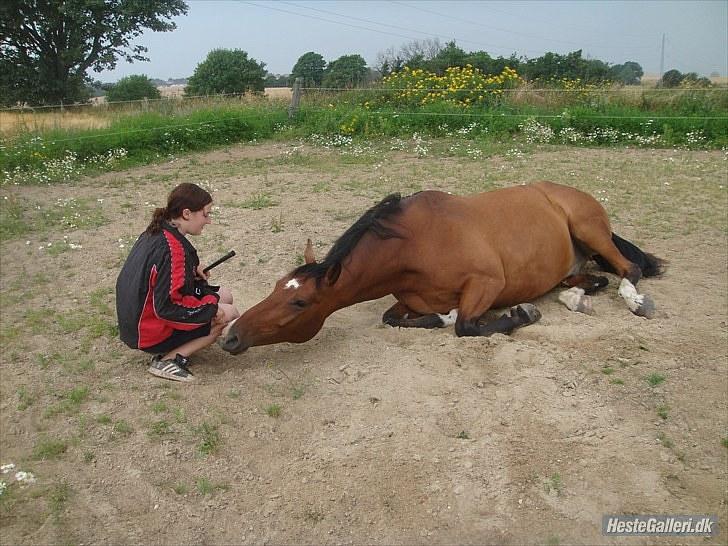 Anden særlig race Delano <3 Himmel hest <3 - Efter 10 min trick træning, blev delano træt. billede 8