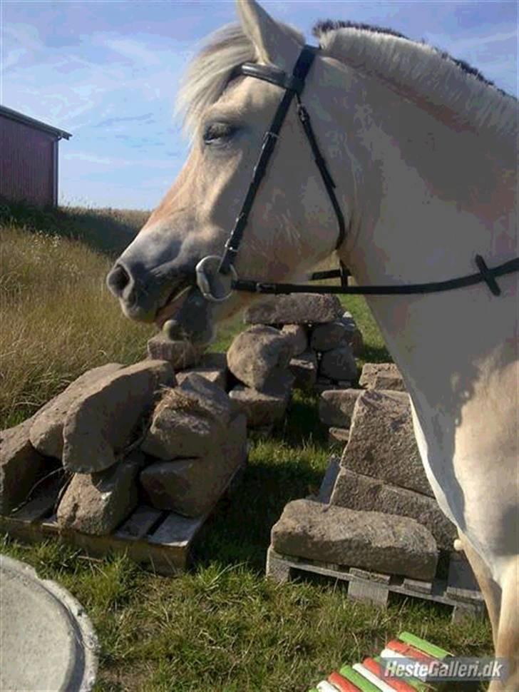 Fjordhest Freja <3 ILU (: billede 14