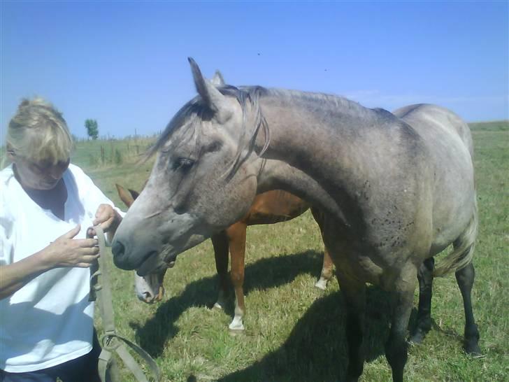 Arabisk fuldblod (OX) TU Impulsiv (Kalif) billede 2