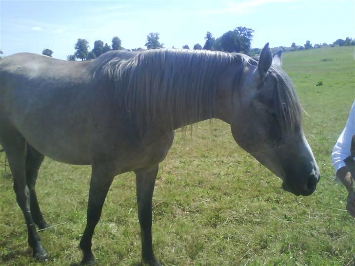 Arabisk fuldblod (OX) TU Impulsiv (Kalif) billede 3