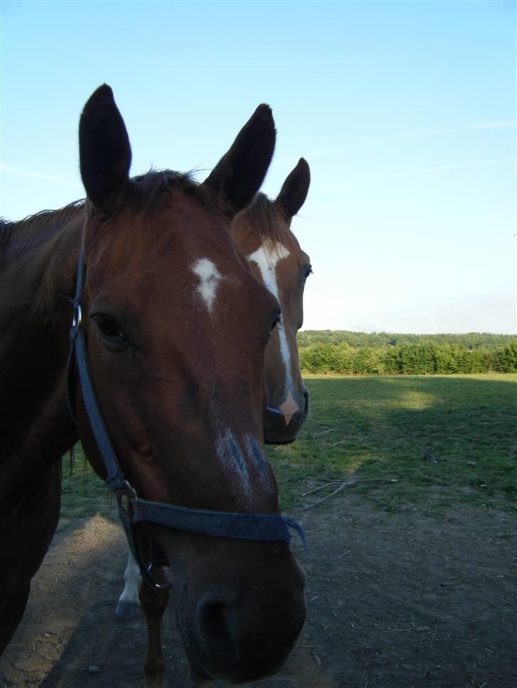 Anden særlig race Karego (Død) <3 billede 6