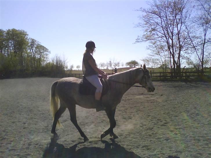 Arabisk fuldblod (OX) TU Impulsiv (Kalif) billede 4