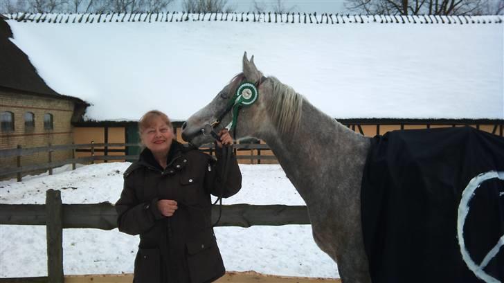 Arabisk fuldblod (OX) TU Impulsiv (Kalif) billede 5