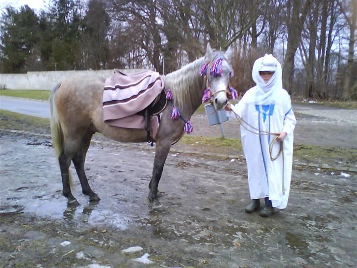 Arabisk fuldblod (OX) TU Impulsiv (Kalif) billede 6