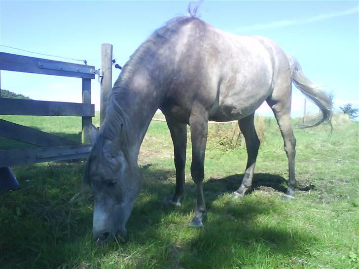 Arabisk fuldblod (OX) TU Impulsiv (Kalif) billede 7