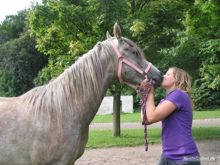 Arabisk fuldblod (OX) TU Impulsiv (Kalif) billede 8