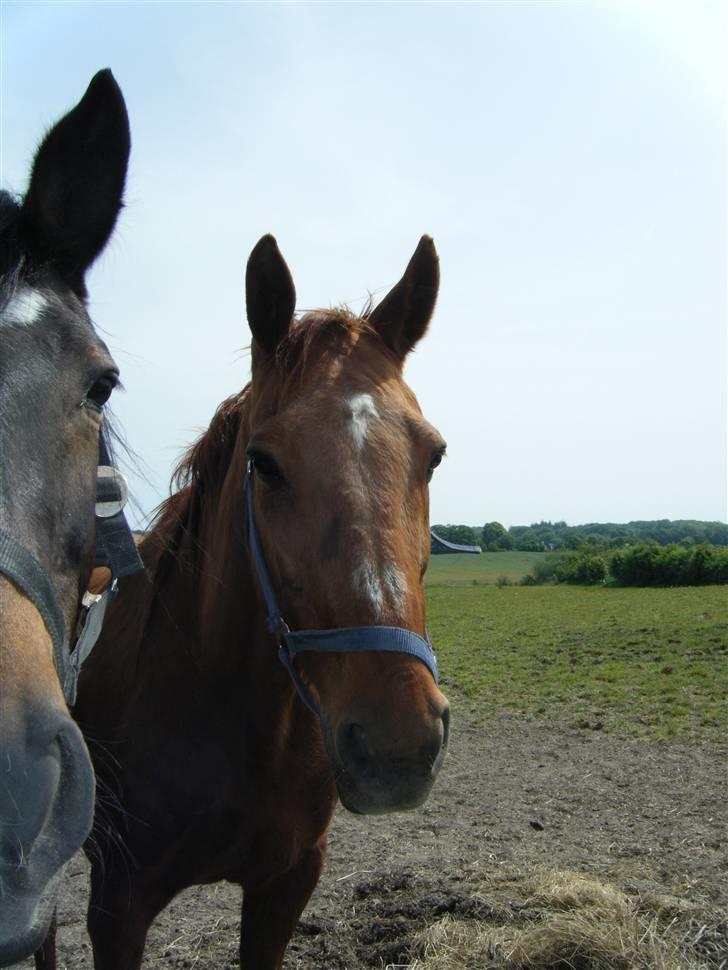 Anden særlig race Karego (Død) <3 billede 8