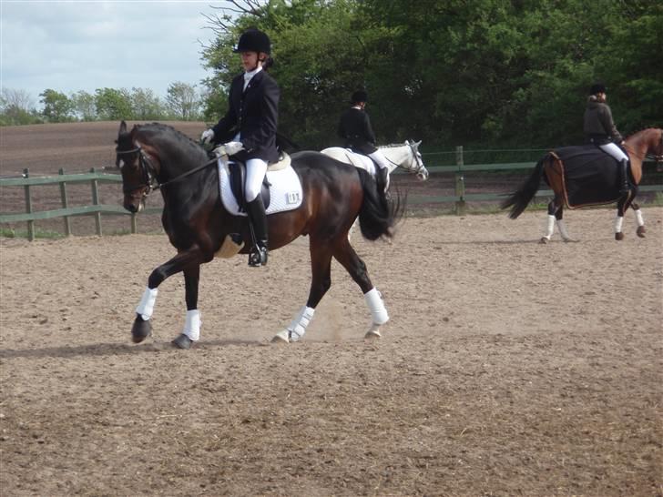 Westfaler Navoy (Nalle) - Til stævne i Farsø 2009 :) billede 14