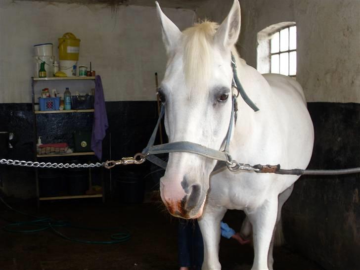 Welsh Cob (sec D) lana sds 35 R.I.P - velkommen til lanas pofil billede 3