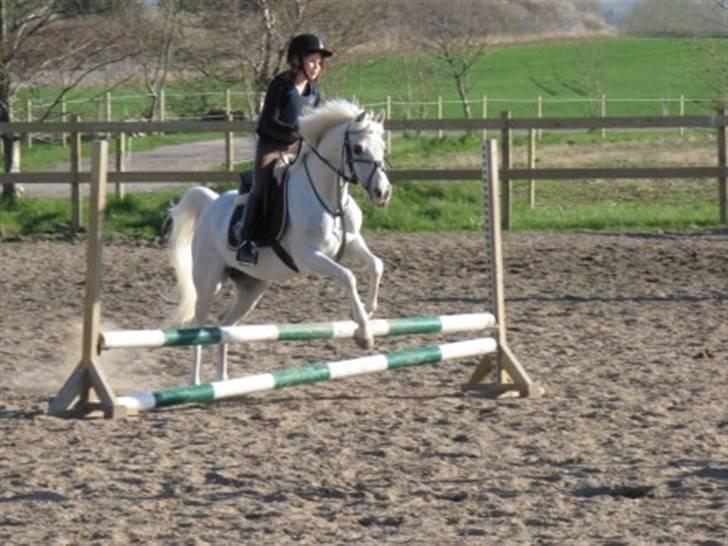 Welsh Cob (sec D) lana sds 35 R.I.P - spring der hjemme billede 5