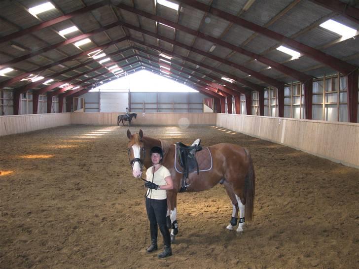 Dansk Varmblod Krogskærs DeVito billede 9