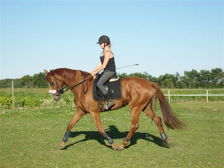 Dansk Varmblod Maywind Lafreja *RIP <3* - Trav :) billede 20