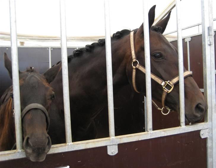 Dansk Varmblod Zobel - Zobel og Cute - følskue juli 2008 billede 7