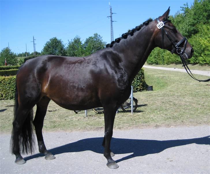 Dansk Varmblod Zobel - Zobel - følskue juli 2008 billede 8