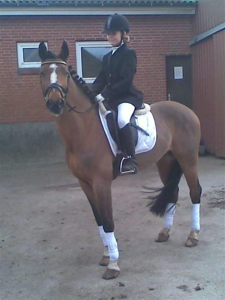 Anden særlig race Golden Merci SOLGT - 7, Venter på at komme ind til vores første stævne :´) billede 7