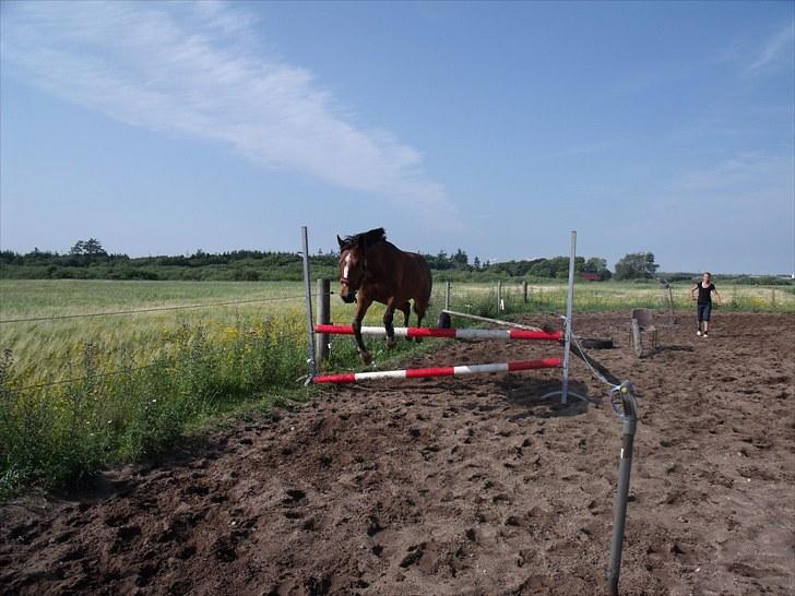 Anden særlig race Golden Merci SOLGT - 8, billede 8