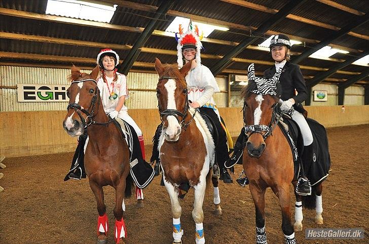 Anden særlig race Golden Merci SOLGT - 11, billede 11