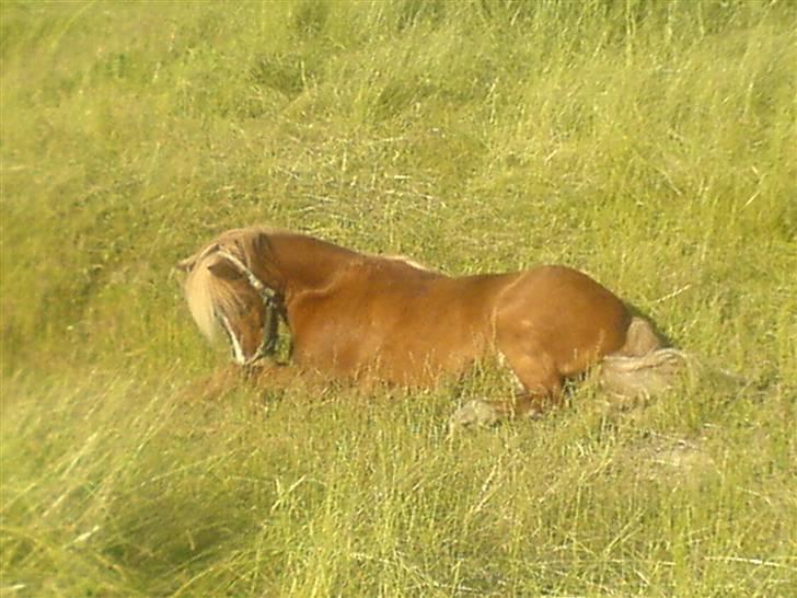Anden særlig race Marquis - Smukke Marquis ligger og nyder det dejlige vejr ;D <33 billede 1
