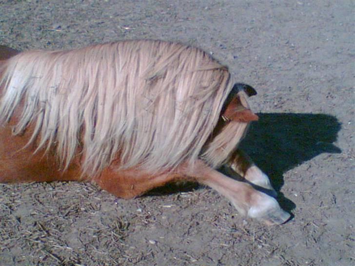 Anden særlig race Marquis billede 2
