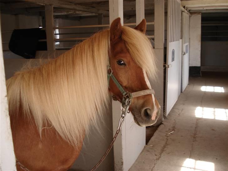 Anden særlig race Marquis - Marquis er lige blevet striglet, og venter på at blive sadlet op ! billede 3