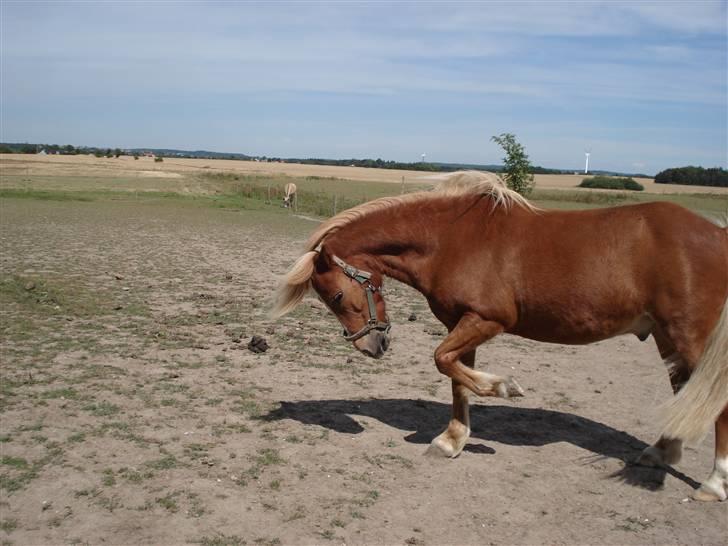 Anden særlig race Marquis billede 4