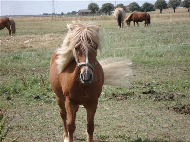 Anden særlig race Marquis billede 6