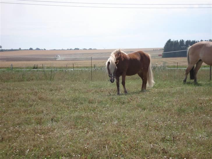 Anden særlig race Marquis billede 7