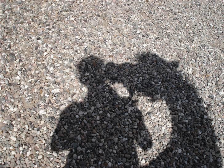 Anden særlig race Marquis billede 8