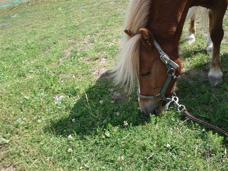 Anden særlig race Marquis billede 9