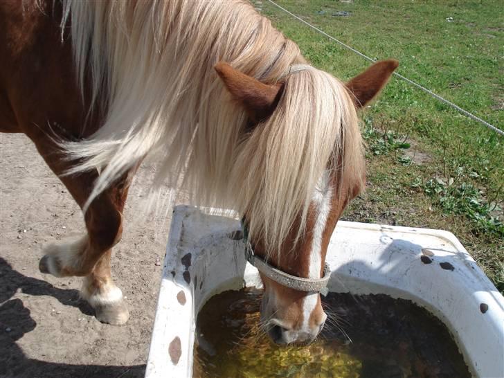 Anden særlig race Marquis billede 10