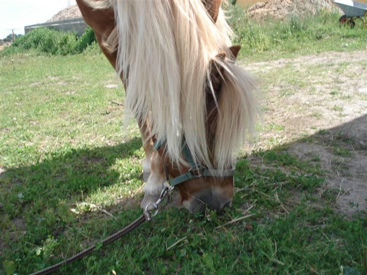Anden særlig race Marquis billede 11