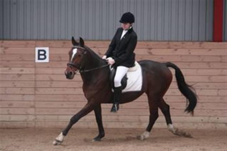 Traver Discovery - Dressurstævne i MARK billede 15