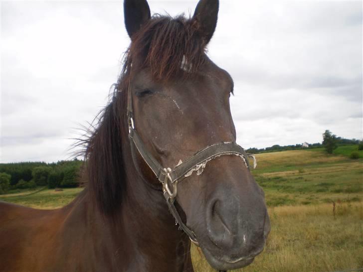 Anden særlig race TiMon  -solgt  - Her på folden :) billede 6