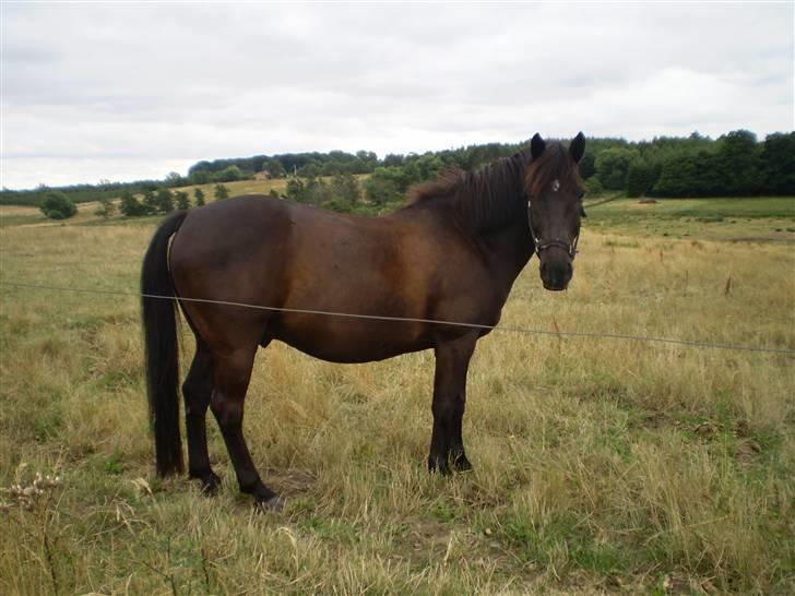Anden særlig race TiMon  -solgt  - Dejlig fed lille Monse på folden! billede 7