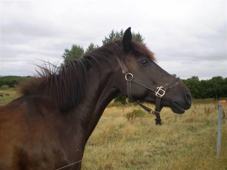 Anden særlig race TiMon  -solgt  - Hehe, man strækker sig liige ud efter havrekiks! billede 8