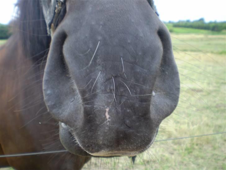 Anden særlig race TiMon  -solgt  - Delig mule :o billede 10