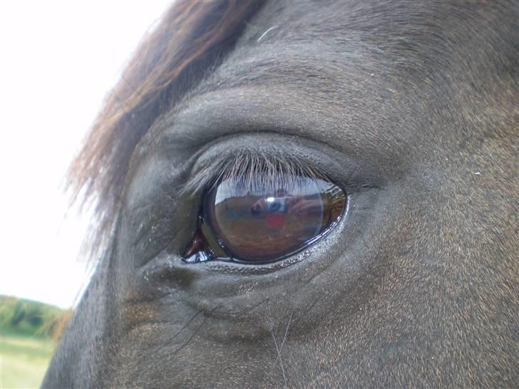 Anden særlig race TiMon  -solgt  - Flot øje :) billede 11