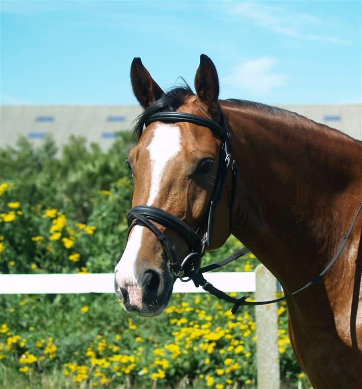 Dansk Varmblod Cornelius *solgt* billede 1