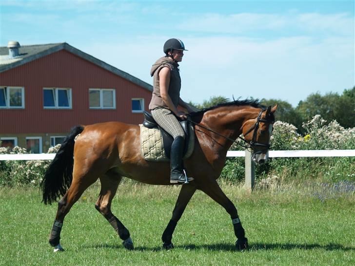 Dansk Varmblod Cornelius *solgt* billede 3