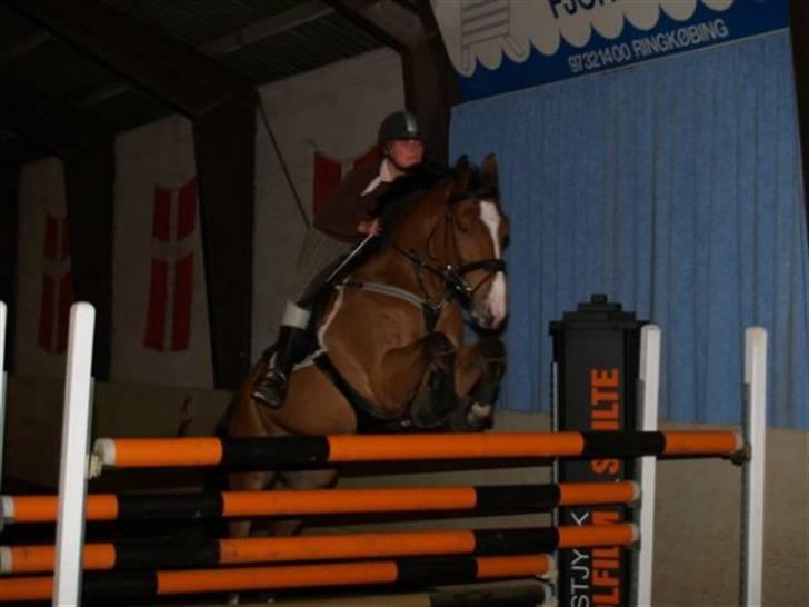 Dansk Varmblod Cornelius *solgt* billede 5