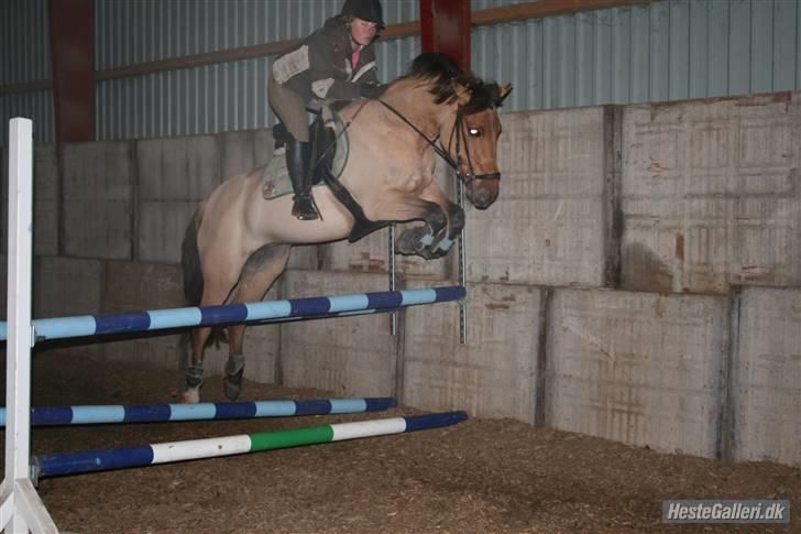 Anden særlig race Tulle - et spring billede 13