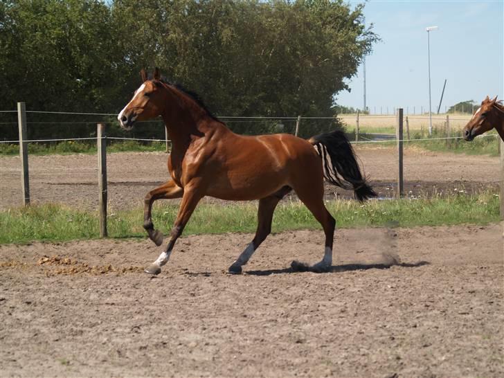 Dansk Varmblod Cornelius *solgt* billede 11