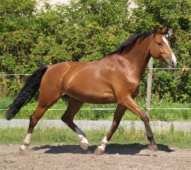 Dansk Varmblod Cornelius *solgt* billede 14
