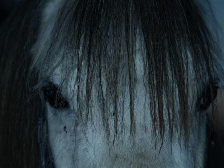 Welsh Pony af Cob-type (sec C) Atos *SOLGT* - Smukke Atos billede 1