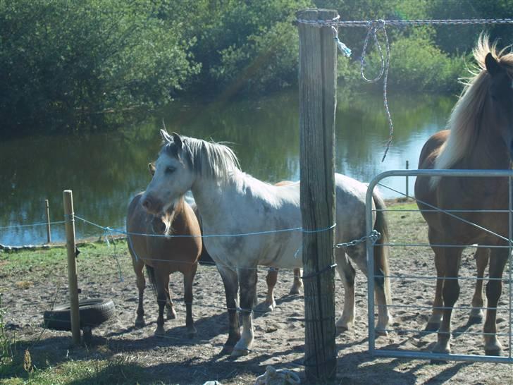 Welsh Pony af Cob-type (sec C) Atos *SOLGT* - ... billede 2